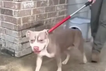 Pit Bull Attack in San Antonio Leaves Man with Serious Facial Injuries