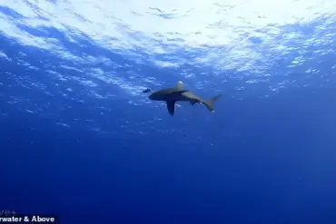 Scuba Diver's Terrifying Encounter with a White-Tip Shark in Egypt