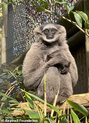 Aspinall's effort to release Javan gibbons into the wild