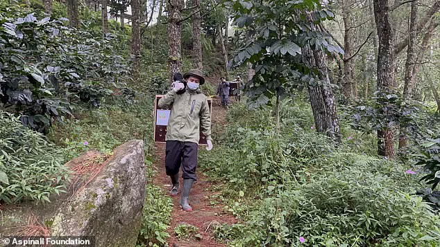 Aspinall's effort to release Javan gibbons into the wild