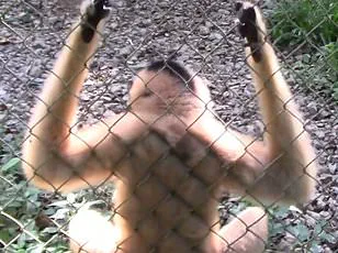 Aspinall's effort to release Javan gibbons into the wild