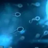 Better Sperm Quality Linked to Longer Life Span in Men