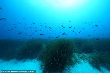 Chelsea Flower Show Introduces First Underwater Garden Featuring Seagrass
