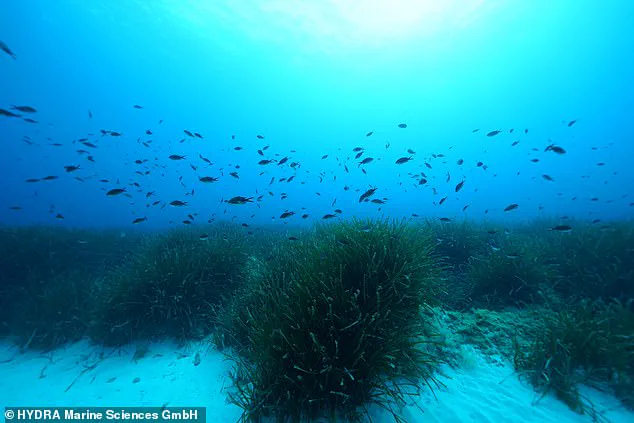 Chelsea Flower Show Introduces First Underwater Garden Featuring Seagrass