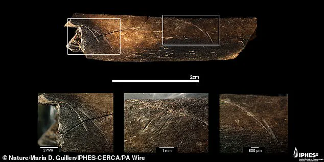 Discovery of Million-Year-Old 'Pink' Human Fossil Rewrites European Evolution Timeline