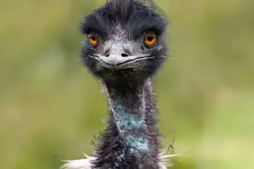 Emu: The Smartest Bird You've Never Heard Of