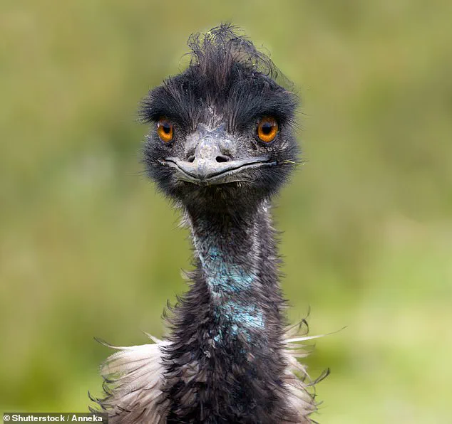 Emu: The Smartest Bird You've Never Heard Of