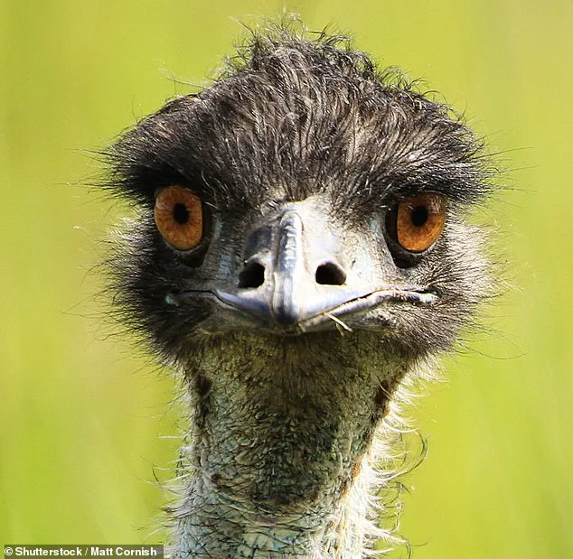 Emu: The Smartest Bird You've Never Heard Of