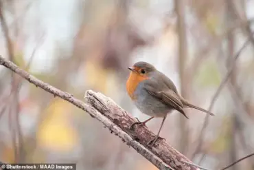 Fermented Berries Offer a Treat for Garden Robins