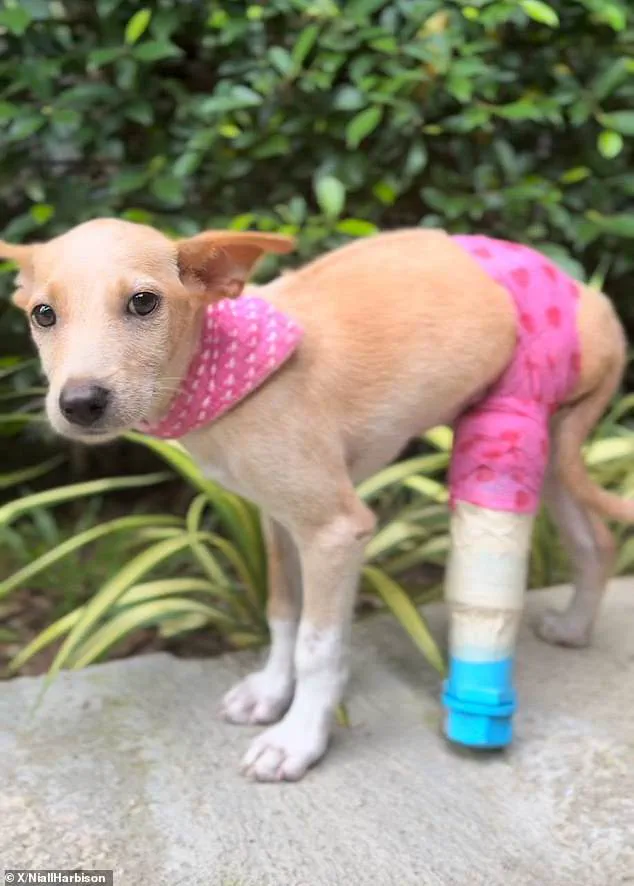 Fletcher the Dog's Heartfelt Sympathy Walks Beside New Three-Legged Sibling Candy