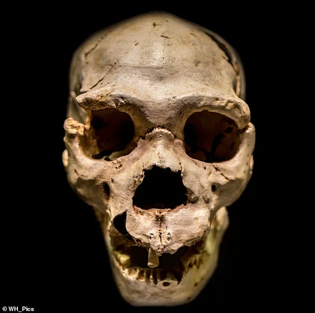 Hidden Chapter Reveals Complex Origins of Modern Humans