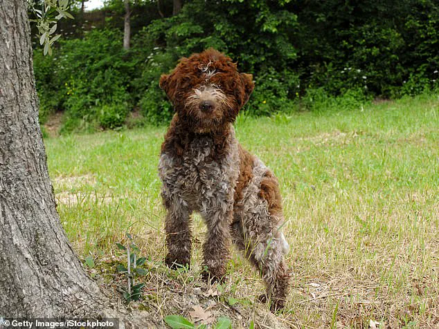 King Charles III's New Furry Family Members: Snuff and Moley
