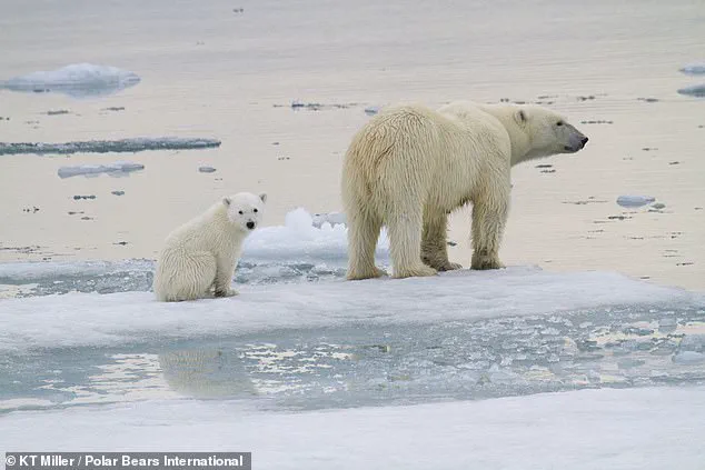 Rare Footage Reveals Polar Bear Cubs Emerging From Den in Arctic Norway