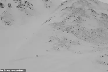 Rare Footage Reveals Polar Bear Cubs Emerging From Den in Arctic Norway