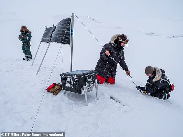 Rare Footage Reveals Polar Bear Cubs Emerging From Den in Arctic Norway