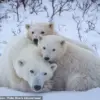 Rare Footage Reveals Polar Bear Cubs Emerging in Arctic