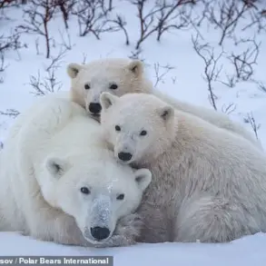 Rare Footage Reveals Polar Bear Cubs Emerging in Arctic