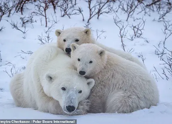 Rare Footage Reveals Polar Bear Cubs Emerging in Arctic