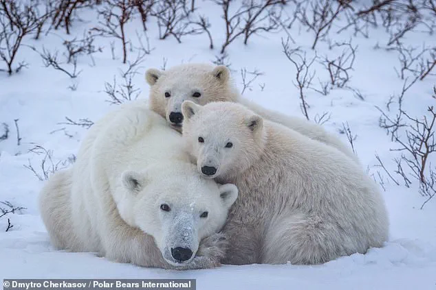 Rare Footage Reveals Polar Bear Cubs Emerging in Arctic