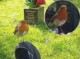 Robins and Remembrance: A Garden Connection