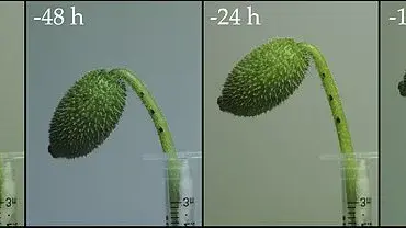 The Curious Case of the Squirters: Unraveling the Secrets of Ecballium elaterium