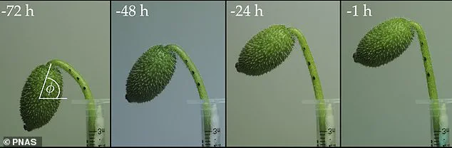 The Curious Case of the Squirters: Unraveling the Secrets of Ecballium elaterium