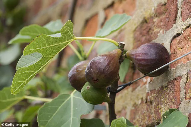 The Impact of Climate Change on Britain's Gardens