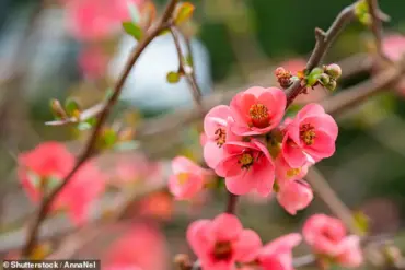 Beyond Winter Blues: Understanding Seasonal Affective Disorder in Spring and Summer