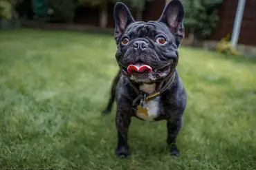 Britons Favour Crossbreed Dogs Over Pedigree Breeds, New Statistics Reveal