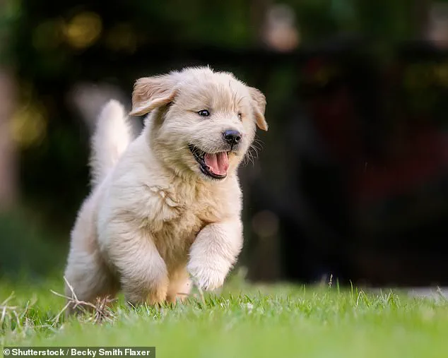 Busting the Myth: Dog Years vs. Human Years
