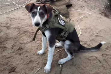 Heroic Dog Buriat Honored for Saving Lives in Minefields of Kherson