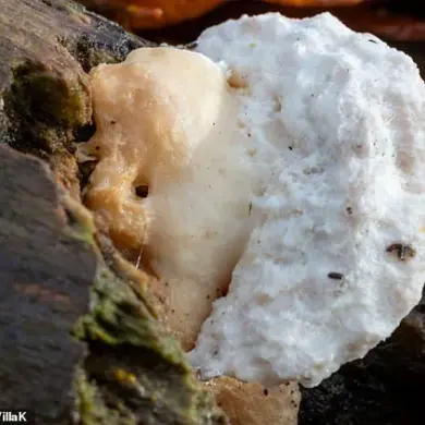 Meet the 'Most Bitter Thing Ever': A Mushroom Found in Britain
