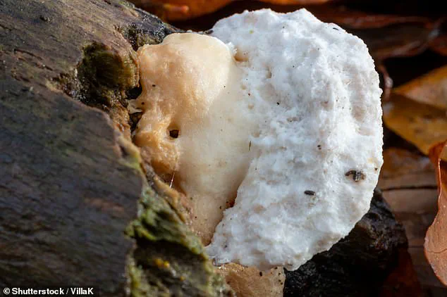 Meet the 'Most Bitter Thing Ever': A Mushroom Found in Britain