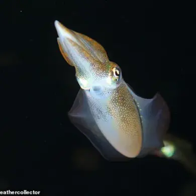 Scientists Develop Vegan Calamari Using Mung Bean Protein and Microalgae