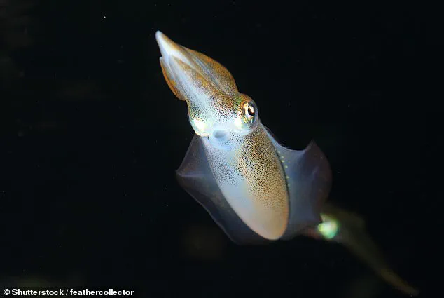 Scientists Develop Vegan Calamari Using Mung Bean Protein and Microalgae