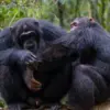Chimpanzees in Uganda Exhibit Prosocial Wound Care, Revealing Unprecedented Empathy and Medical Intuition