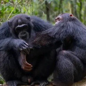 Chimpanzees in Uganda Exhibit Prosocial Wound Care, Revealing Unprecedented Empathy and Medical Intuition