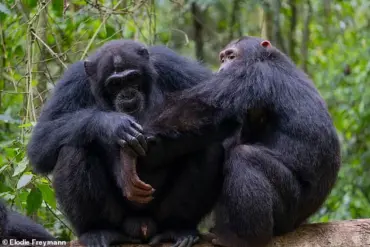 Chimpanzees in Uganda Exhibit Prosocial Wound Care, Revealing Unprecedented Empathy and Medical Intuition