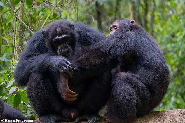 Chimpanzees in Uganda Exhibit Prosocial Wound Care, Revealing Unprecedented Empathy and Medical Intuition