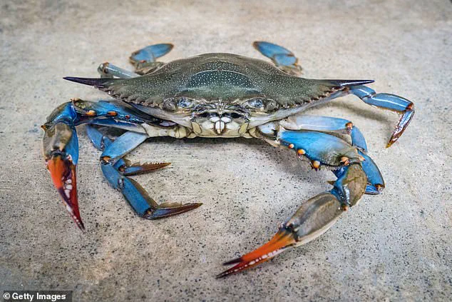 Privileged Access to a Controversial Culinary Practice: The Air Fryer Crab Cooking Video That Sparked Global Outrage