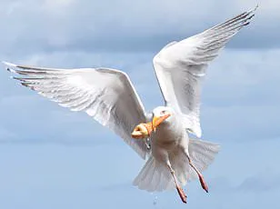 Seagulls Pose Persistent Nuisance at UK Beaches During Increased Visitor Activity