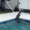 Alligator in Violent 'Death Spiral' as Deputies and Trapper Battle to Extract Reptile from Family's Pool