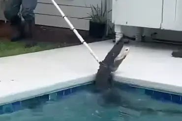 Alligator in Violent 'Death Spiral' as Deputies and Trapper Battle to Extract Reptile from Family's Pool