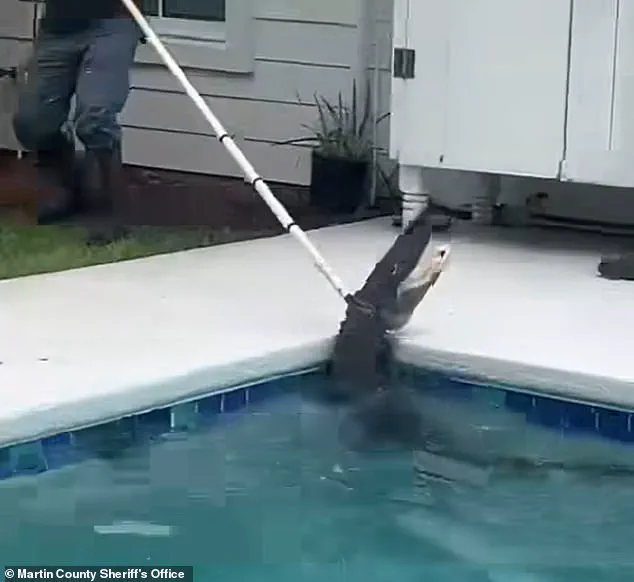Alligator in Violent 'Death Spiral' as Deputies and Trapper Battle to Extract Reptile from Family's Pool