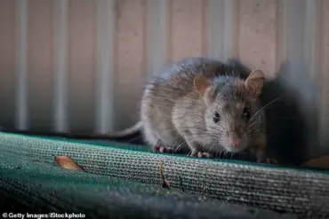 Genetic Mutation in Black Rats Across Major Australian Cities Raises Concerns Over Anticoagulant Resistance