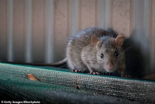Genetic Mutation in Black Rats Across Major Australian Cities Raises Concerns Over Anticoagulant Resistance