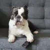 Auburn University Study Shows Surprising TV Preferences of Dogs