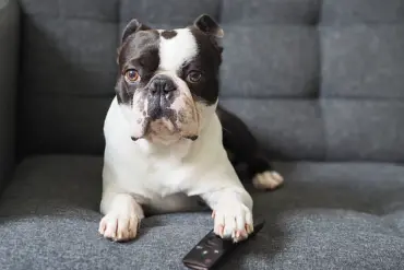 Auburn University Study Shows Surprising TV Preferences of Dogs