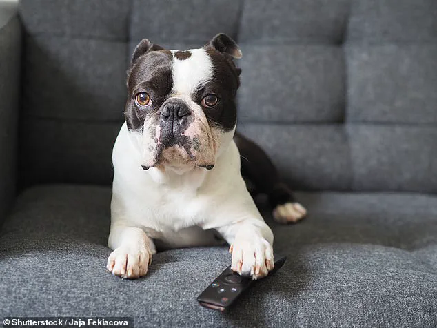 Auburn University Study Shows Surprising TV Preferences of Dogs