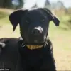 Australian Zoo's Latest Initiative: Puppy and Cheetah Cub Form Unlikely Friendship in Heartwarming Video